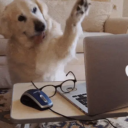 dog in front of a laptop